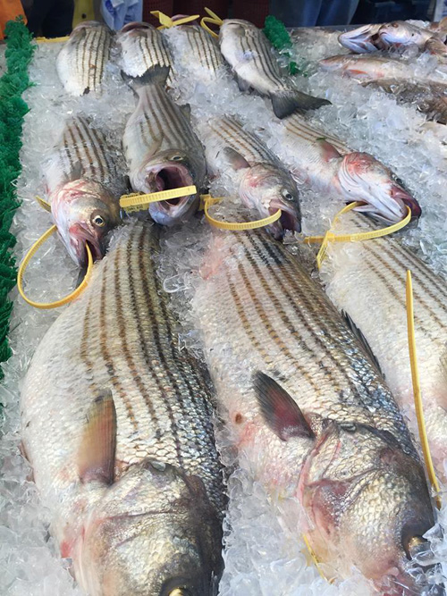 stripers