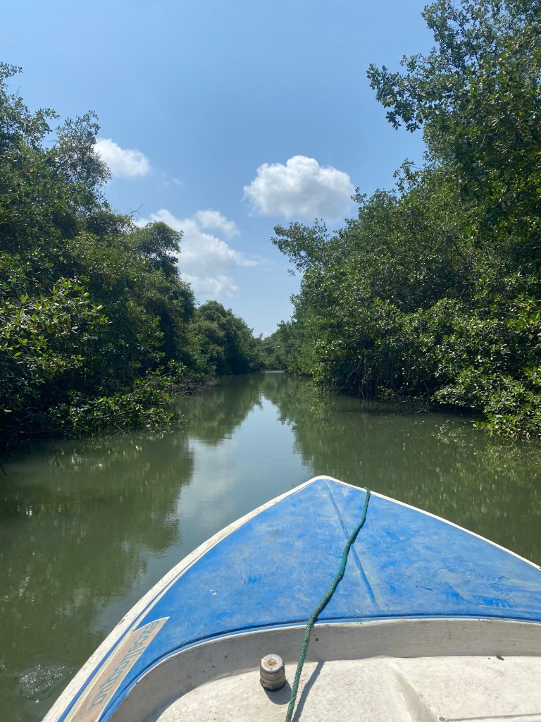 View from the front of a boat navigating through a calm, narrow mangrove waterway surrounded by lush greenery and blue sky with fluffy clouds.